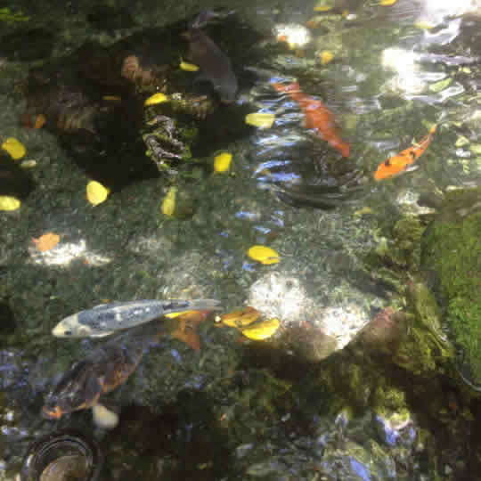 peces-estanque