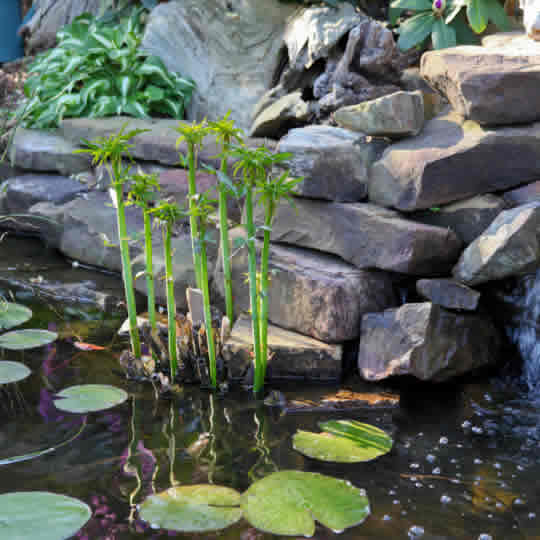 plantas-estanque