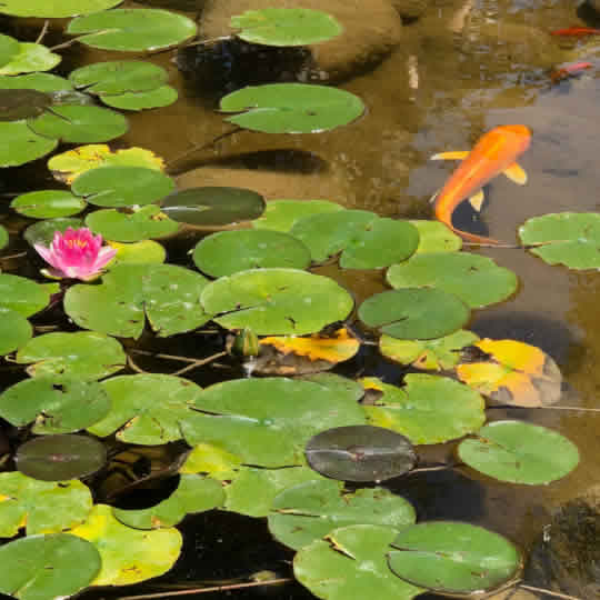 plantas-estanque-nenufares-flotantes