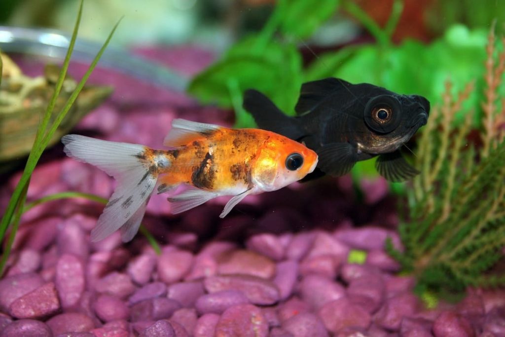decoraciones y plantas para acuario