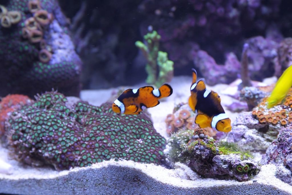 ecosistema marino con accesorios para acuario