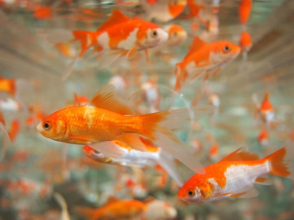 oxigenación del agua para los peces