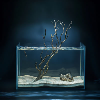acuario-peces-pecera-con-plantas-acuaticas-maturales